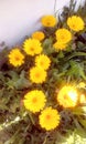 potÃÂ marigoldÃÂ Calendula officinalis